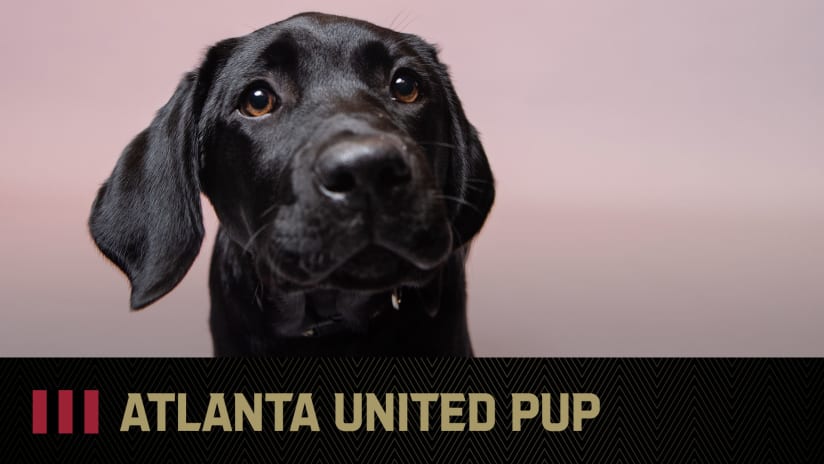 Atlanta United Vet Dogs