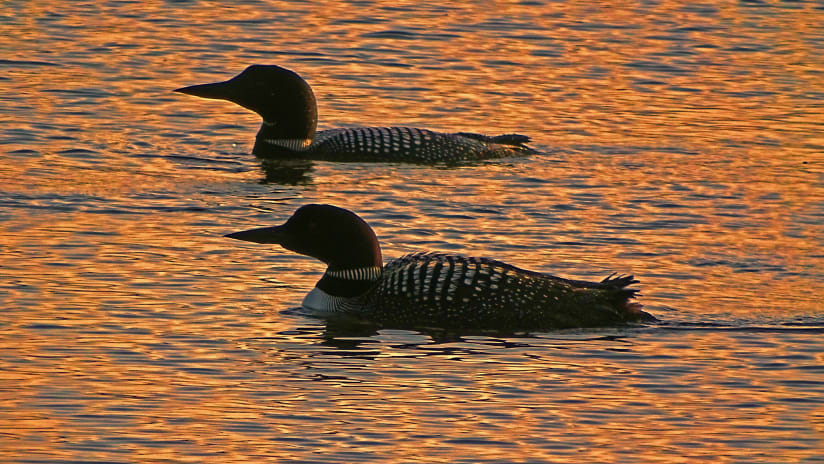 Loons on the lake