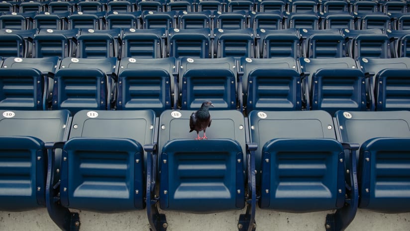 Pigeon Yankee Stadium Seats