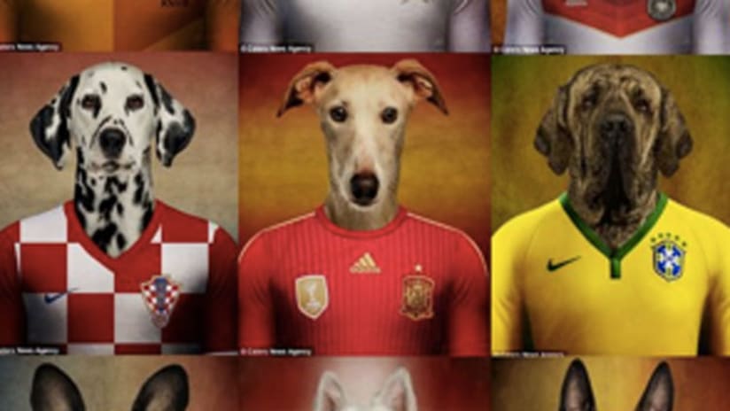 World Cup dogs