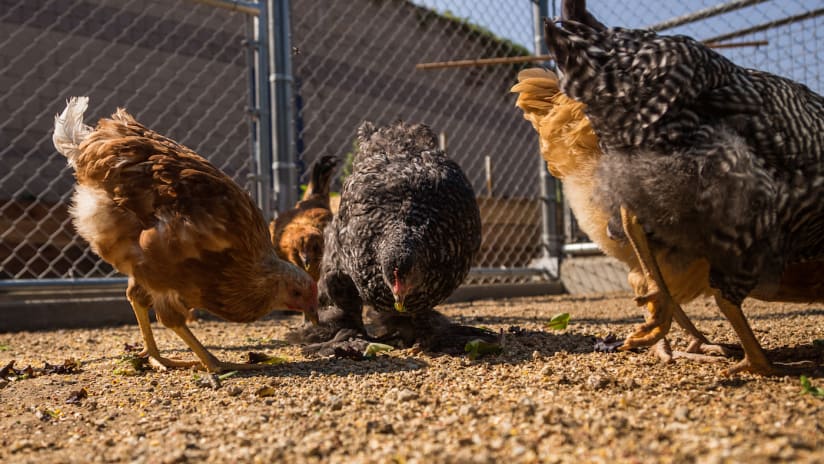 LA Galaxy StubHub Center farm chickens