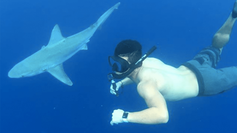 Nick Lima - Shark