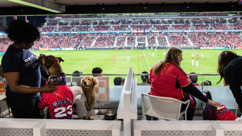 Pets on the Pitch: St. Louis CITY SC Introduces Purina as the