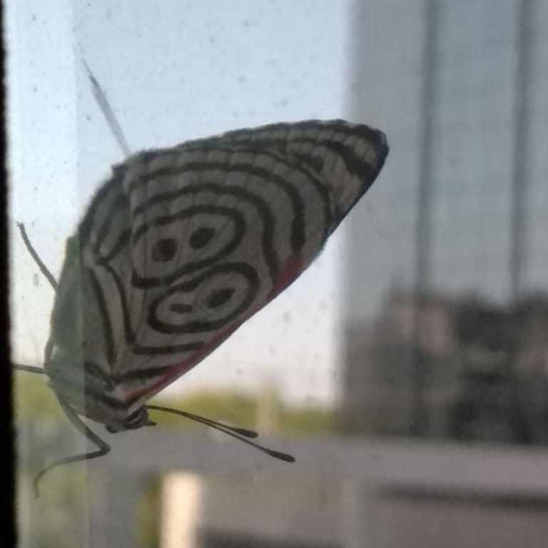 Kazu butterfly