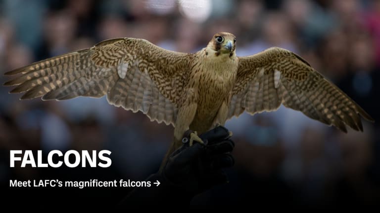 falcons_1920x1080