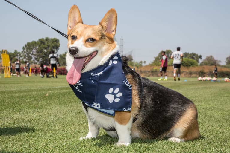Pups at the Pitch Night on Aug. 5 highlights remaining promotional nights for LA Galaxy II -
