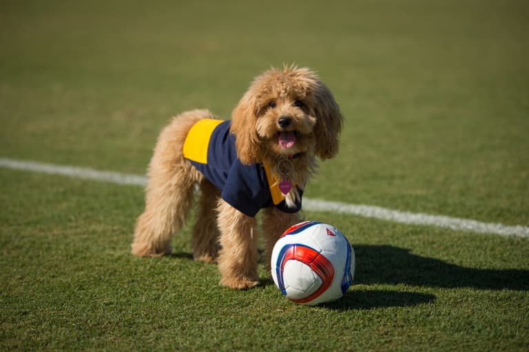 In honor of #NationalDogDay, here are just 17 photos of a really cute puppy at Galaxy training -