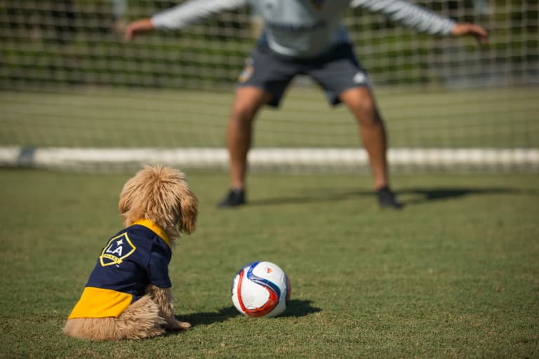 In honor of #NationalDogDay, here are just 17 photos of a really cute puppy at Galaxy training -