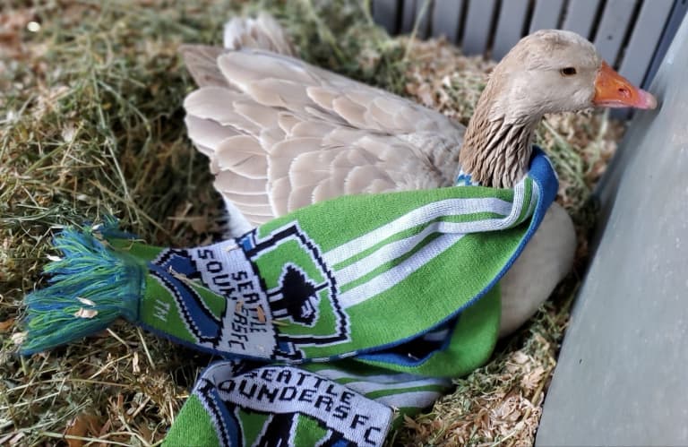 An ode to Gustav: Sounders fan posts photo of goose wearing Sounders scarf -